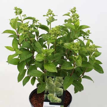 Hydrangea paniculata MAGICAL CANDLE