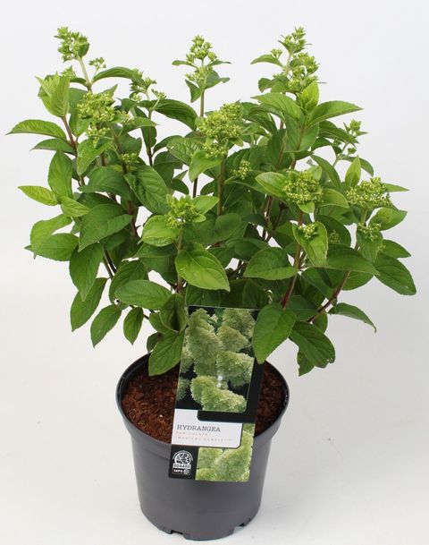 Hydrangea paniculata MAGICAL CANDLE