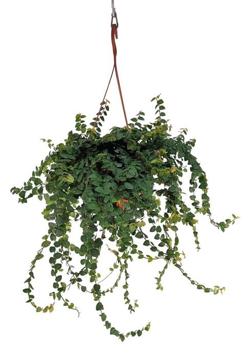 Ficus pumila 'Green Sunny'