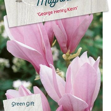 Magnolia 'George Henry Kern'