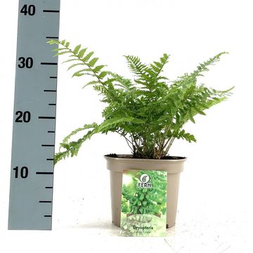 Dryopteris affinis 'Crispa'