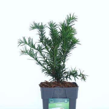 Taxus baccata 'Repandens'