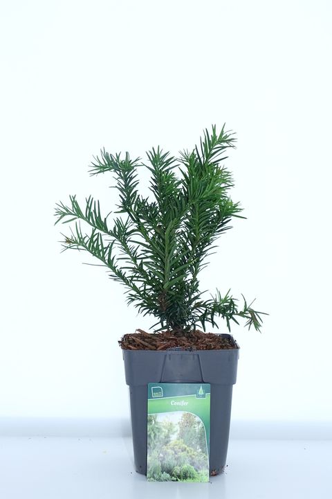 Taxus baccata 'Repandens'