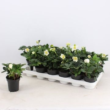 Helleborus niger 'Christmas Carol'