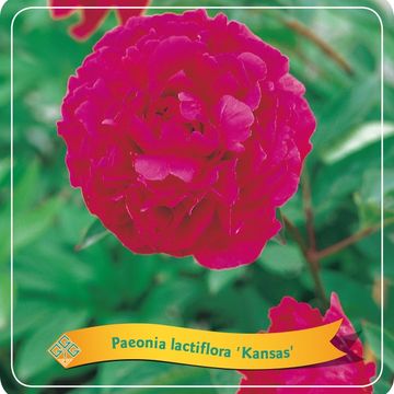 Paeonia 'Kansas'