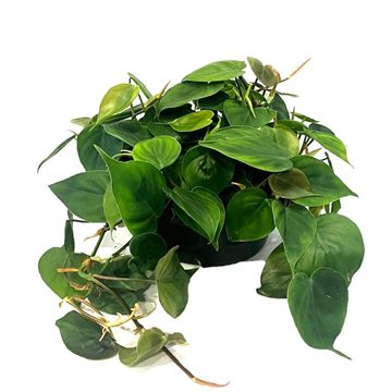 Filodendro scandens