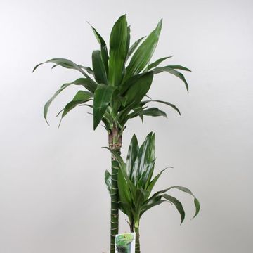 Dracaena fragrans 'Janet Craig'