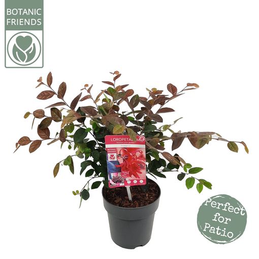 Loropetalum chinense 'Fire Dance'