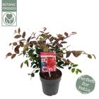 Loropetalum chinense 'Fire Dance'