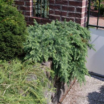 Cedrus deodara 'Feelin' Blue'