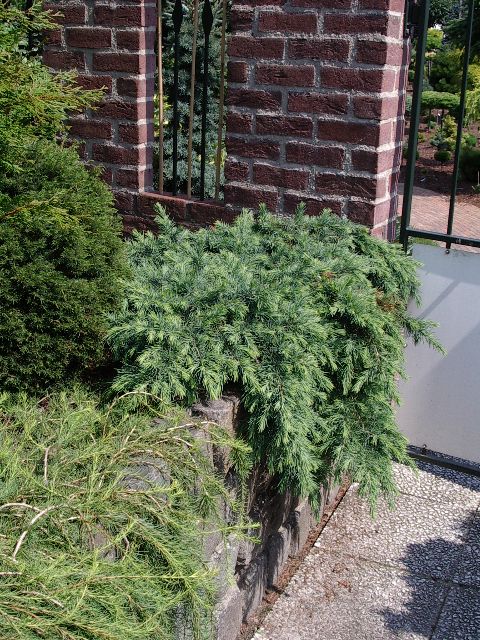 Cedrus deodara 'Feelin' Blue'