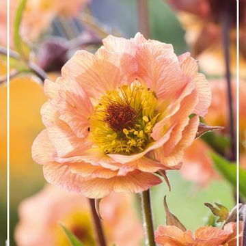 Geum rivale 'Mai Tai'