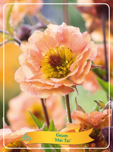 Geum rivale 'Mai Tai'