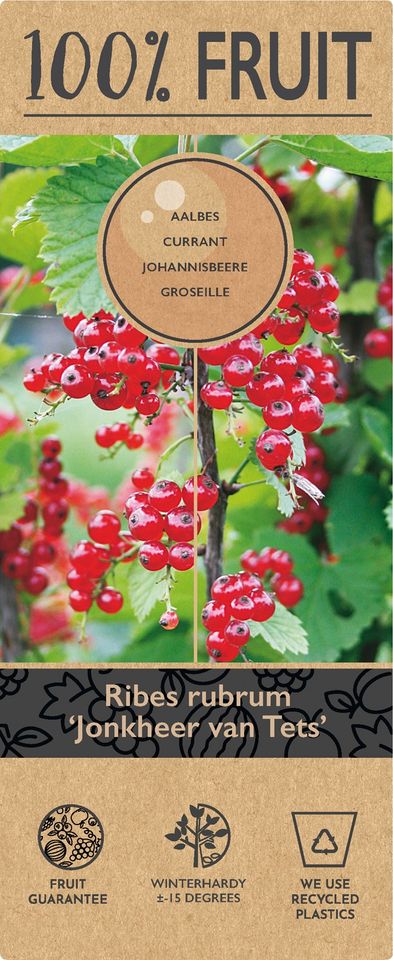 Ribes rubrum 'Jonkheer van Tets'