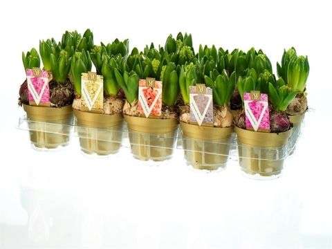 Hyacinthus orientalis MIX