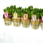 Hyacinthus orientalis MIX