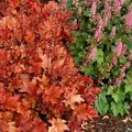 Heuchera 'Peach Flambe'