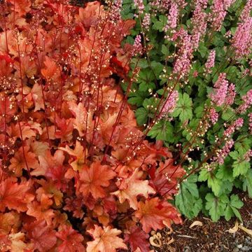 Heuchera 'Peach Flambe'