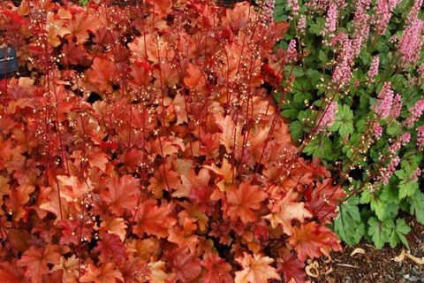 Heuchera 'Peach Flambe'