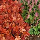 Heuchera 'Peach Flambe'