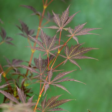 Acer palmatum 'Sumi-nagashi'