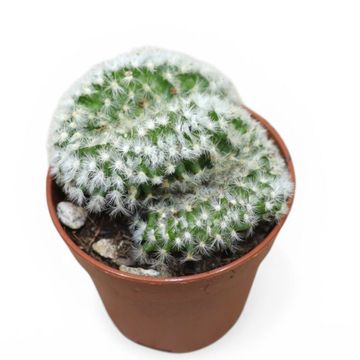 Mammillaria formosa cristata
