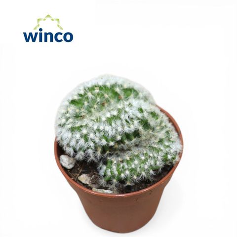 Mammillaria formosa cristata