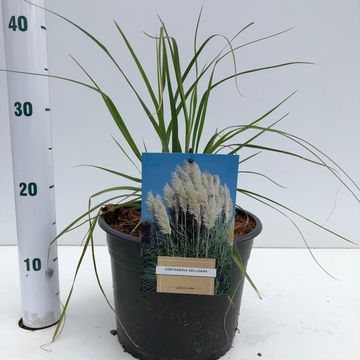 Cortaderia selloana