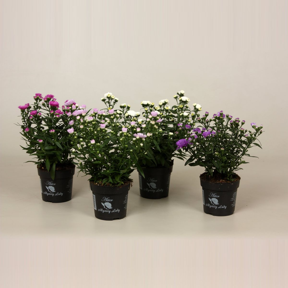 Aster MYSTERY LADY MIX — Plant Wholesale FlorAccess