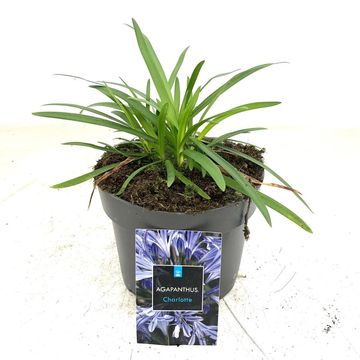 Agapanthus 'Charlotte'