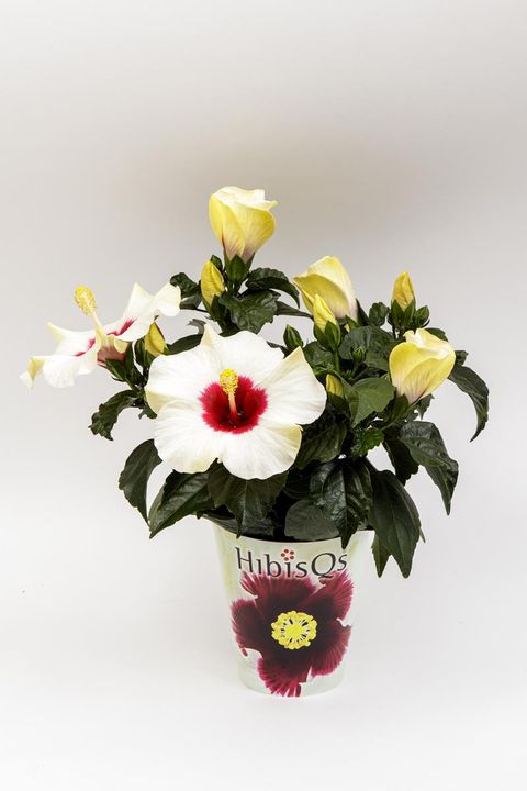 Hibiscus rosa-sinensis 'Longlife White'