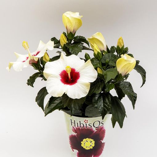 Hibiscus rosa-sinensis 'Longlife White'