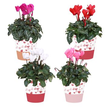 Cyclamen persicum MIX