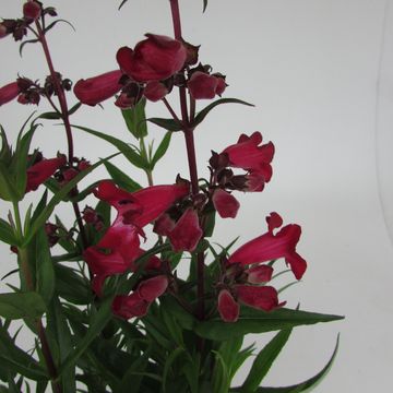 Penstemon hartwegii 'Superstar'
