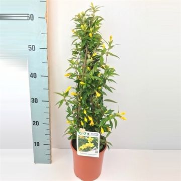 Gelsemium sempervirens