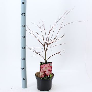 Acer palmatum 'Beni-maiko'