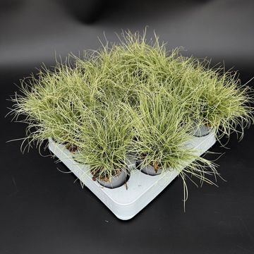 Carex comans 'Frosted Curls'