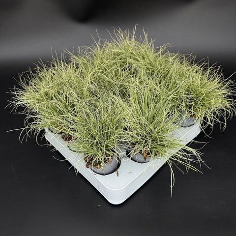 Carex comans 'Frosted Curls'