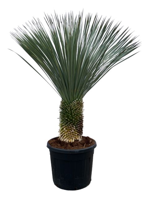 Yucca rostrata