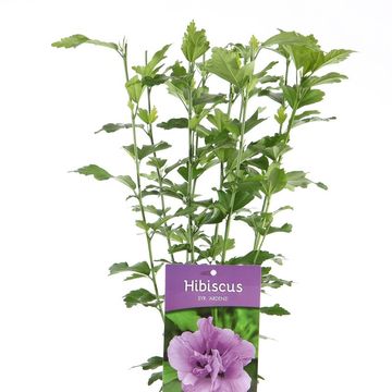 Hibiscus syriacus 'Ardens'