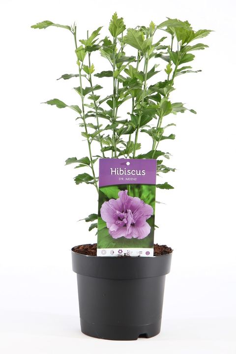 Hibiscus syriacus 'Ardens'