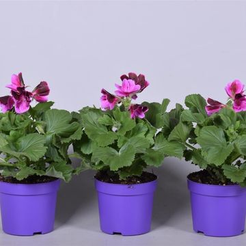 Pelargonium 'Elegance Judith'