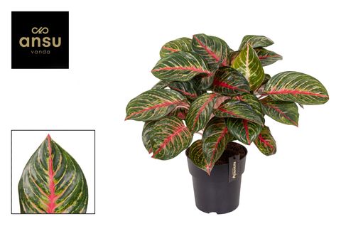 Aglaonema 'Olive Red'