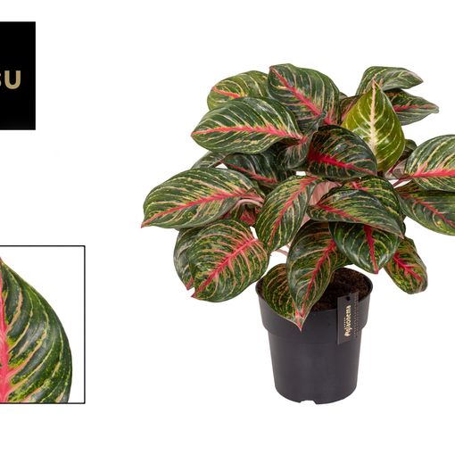 Aglaonema 'Olive Red'