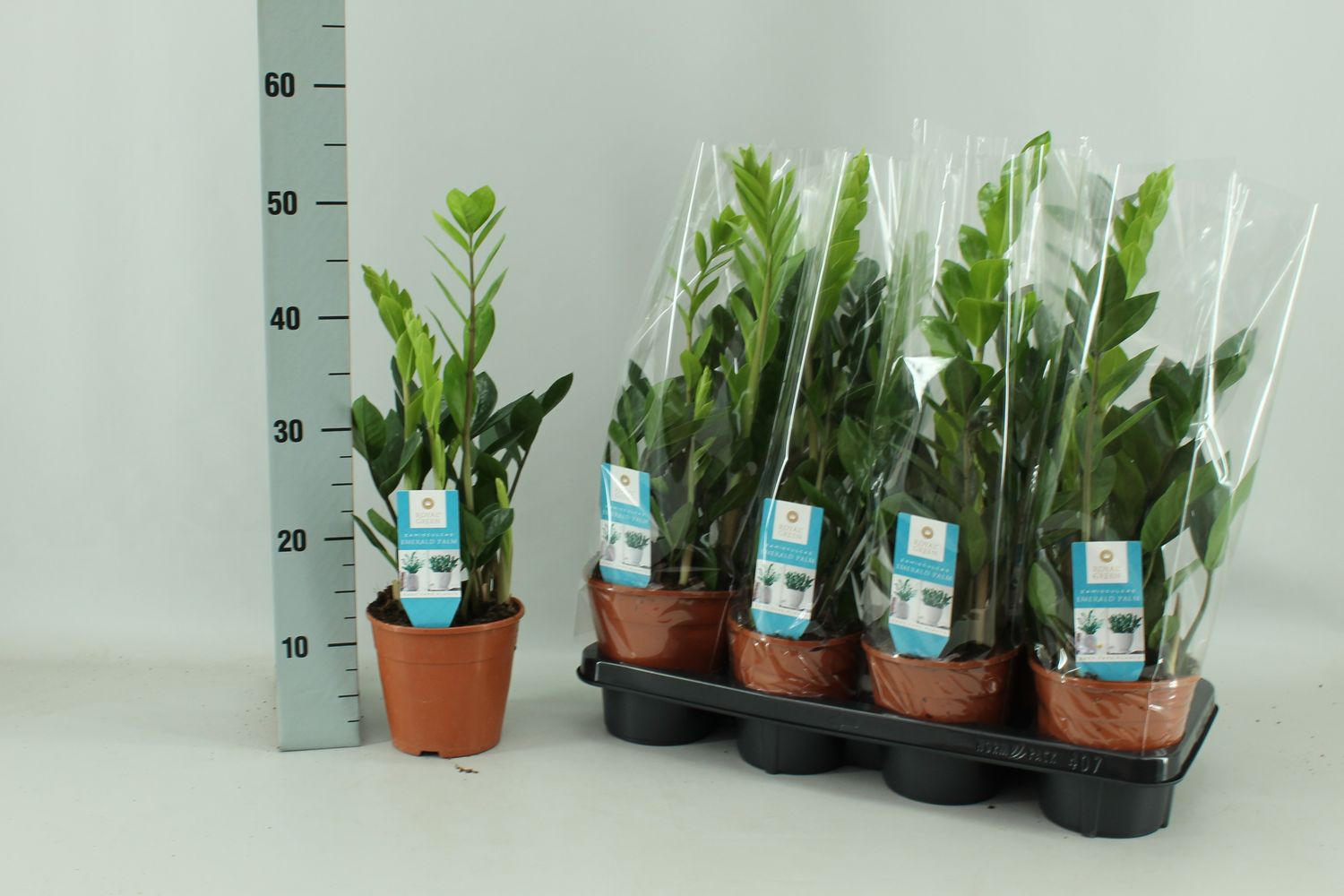 Zamioculcas zamiifolia — Plant Wholesale FlorAccess