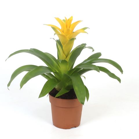 Guzmania DIANA