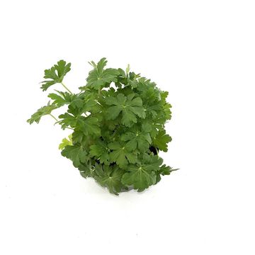 Geranium macrorrhizum 'Spessart'