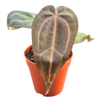 Anthurium DocBlock Anthurium Dark & Handsome® '9' X Minerva® '20'