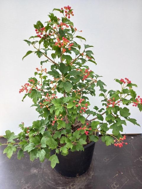 Viburnum opulus 'Compactum'