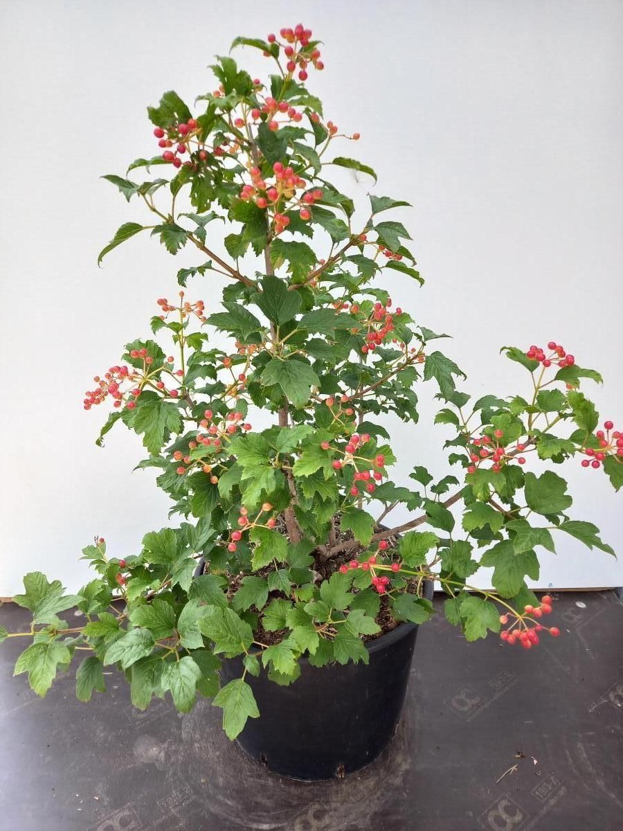 Compactum Tree Viburnum opulus 'Compactum' — Plant Wholesale FlorAccess